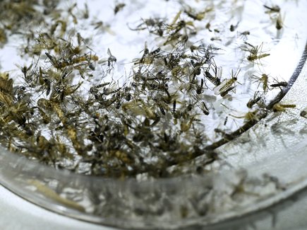 Épidémiologie : détection d&rsquo;un premier cas autochtone du virus West Nile dans les Pyrénées-Orientales